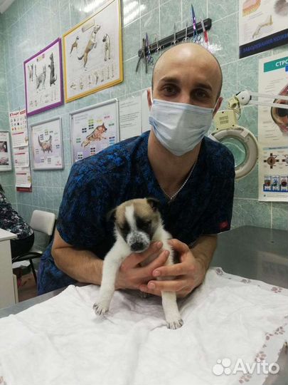 Ветеринарная помощь на дому 