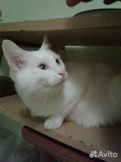 Спортивная кошка