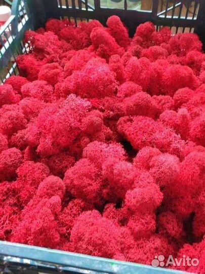 Стабилизированный мох ягель