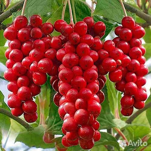 Лимонник китайский (саженцы)