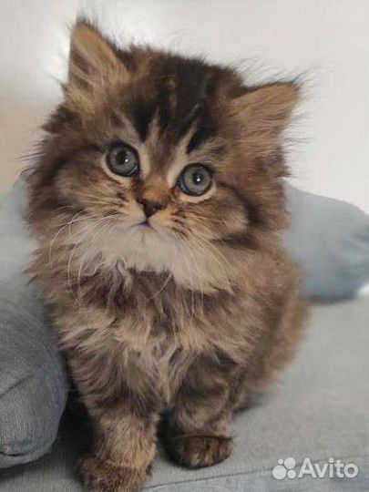 Шотландский котенок Пончик