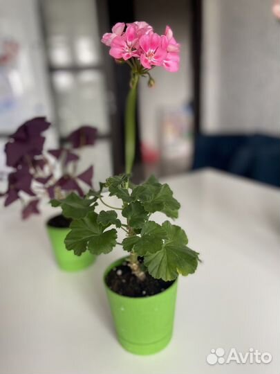 Цветы на 1 сентября