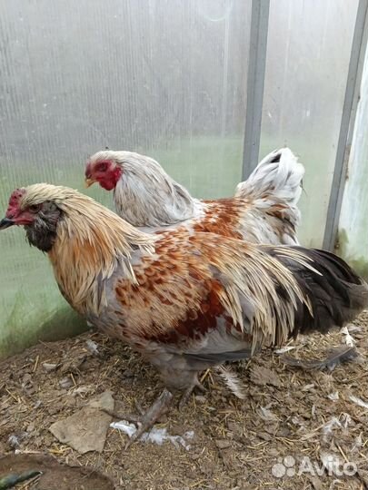 Молодые петухи