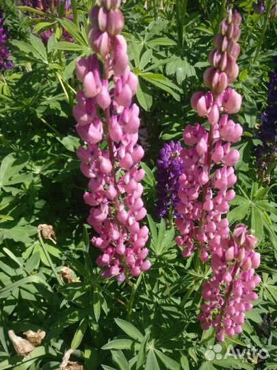 Люпин цветы