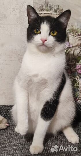 Кошечка в добрые руки