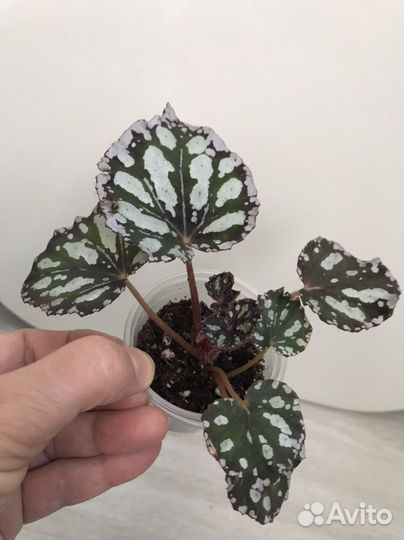 Бегония Flash Dance