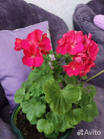 Пеларгония герань