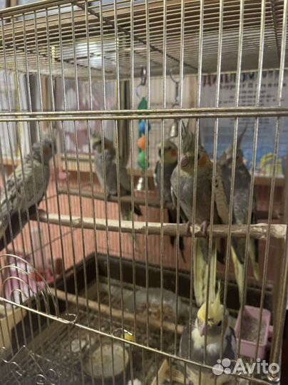 Попугай корелла