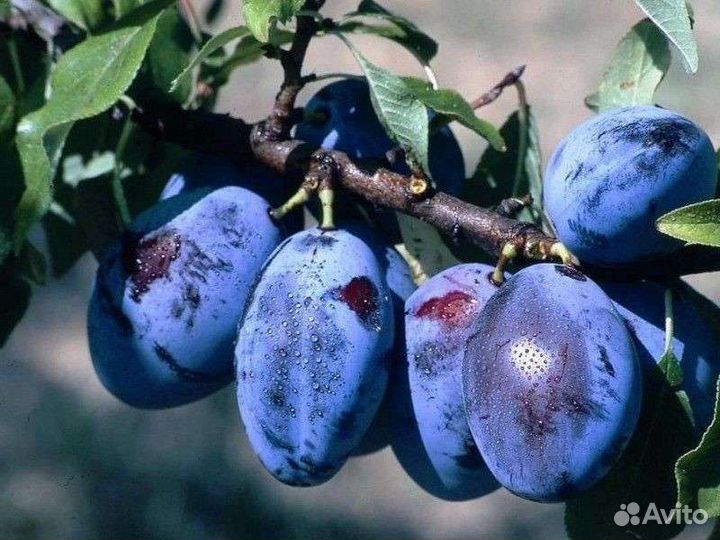 Тибетская малина. Клубника фестивальная Чернослив