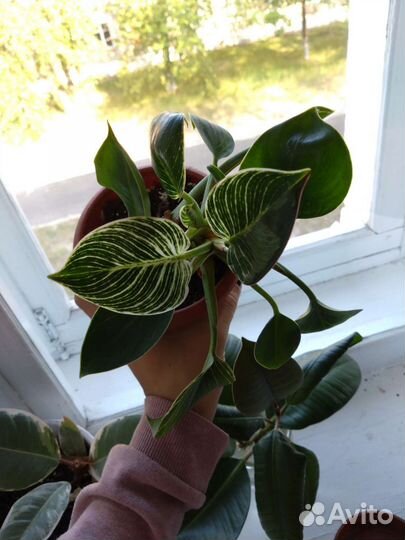 Филоденрон Вайт Мэжэ (Биркин)