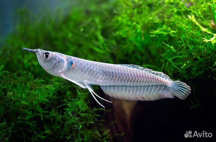 Аквариумная рыба оптом