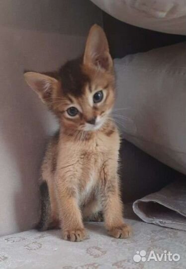 Котенок чаузи