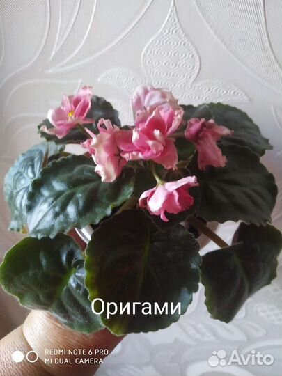 Детки сортовых фиалок