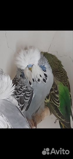 Попугай ввп чехи