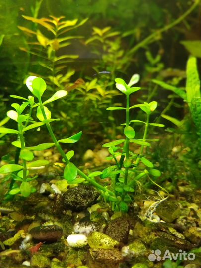 Аквариумное растение