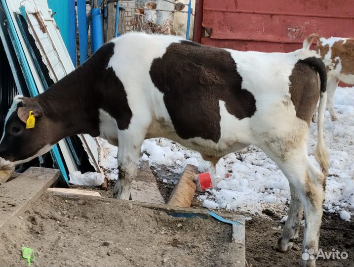 Бычки телята