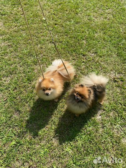 Взрослая девочка шпиц