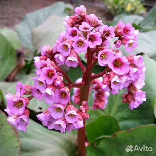 Бадан (рассада)