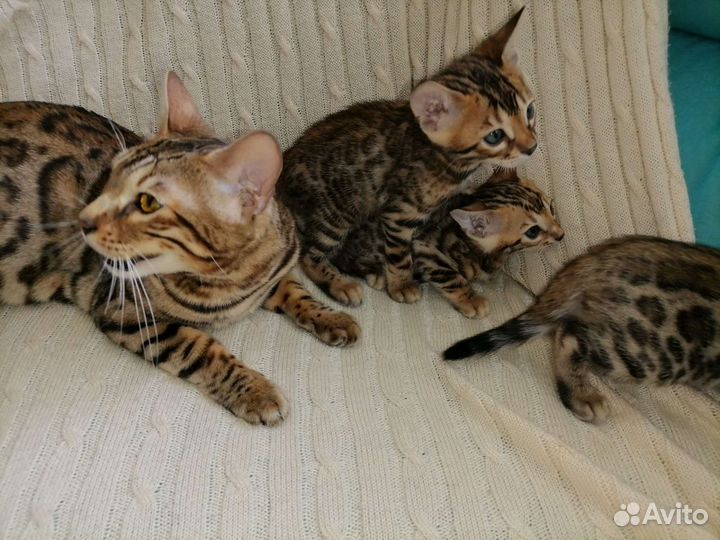 Бенгальские котята