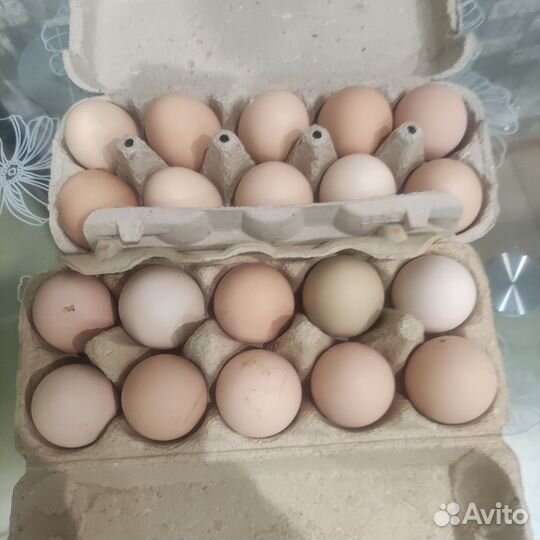 Куриное яйцо, на еду и на инкубацию