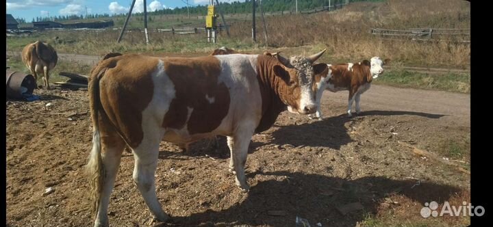 Продажа. крс