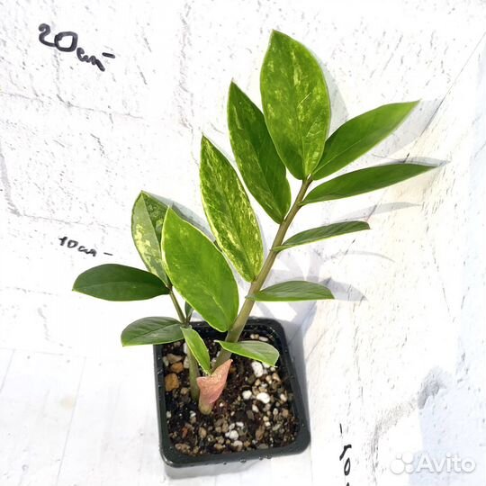 Замиокулькас Short Leaf