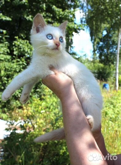 Котята мальчики 3 мес