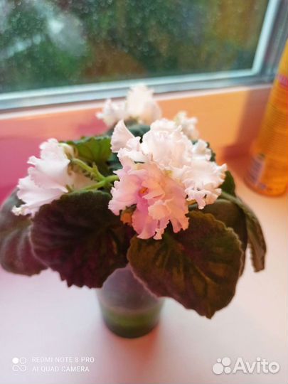 Детки сортовых фиалок