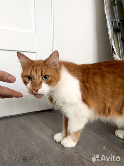 Крупный ласковый кот ищет дом