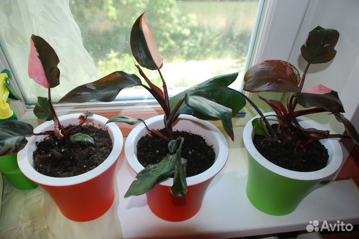 Филодендрон Розовая принцесса