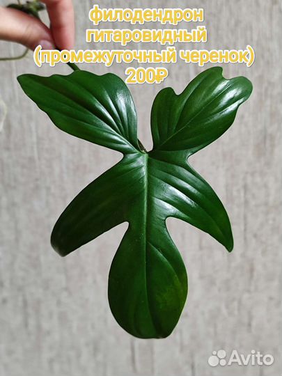 Филы, эпипремнум, фиттония