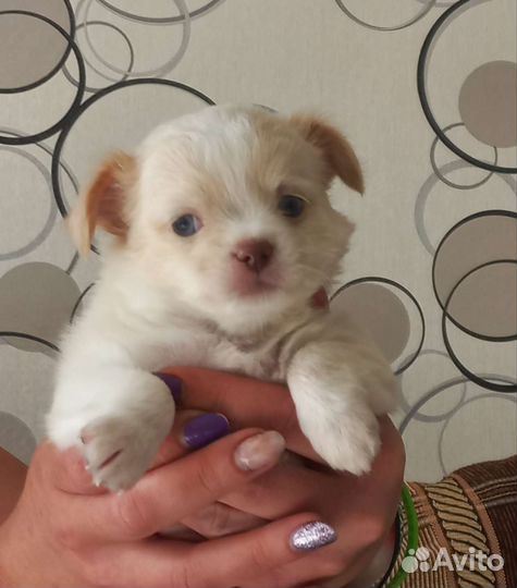 Чихуашки очаровашки