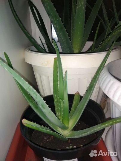 Алоэ Вера 3-х летний лекарственный р-н Мыс Сити Мо