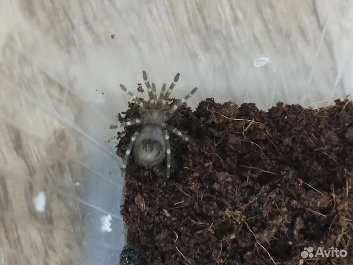 Паук птицеед