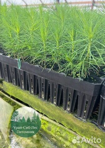 Зкс и окс Сосна Ель Лиственница сеянцы Голуб горн