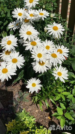 Многолетние цветы: Ромашка, Эхинацея, Гелениум