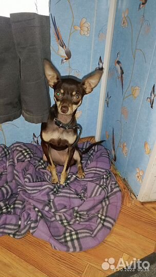 Той-терьер девочка