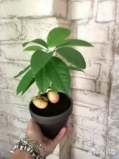 Бонсай из авокадо