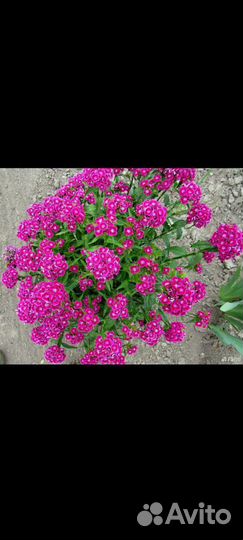 Гвоздика турецкая