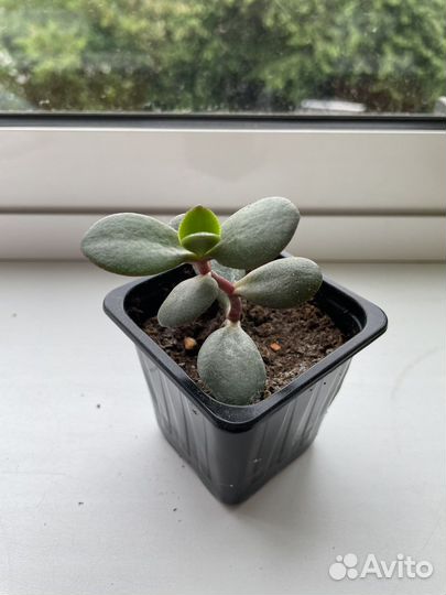 Денежное дерево (толстянка крассула)