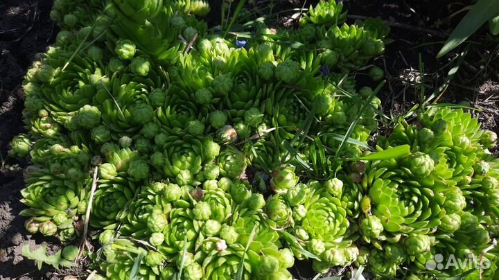 Многолетние растения для сада