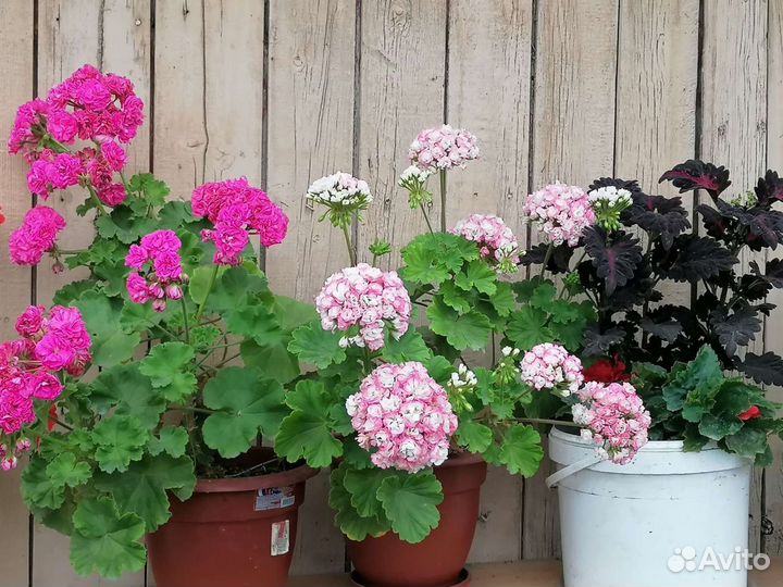 Пеларгония герань