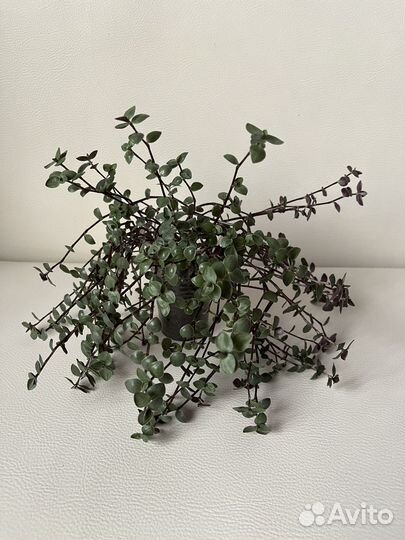 Коллизия зеленая / Каллизия / Традесканция зебрина