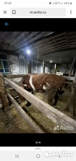 Корова дойная