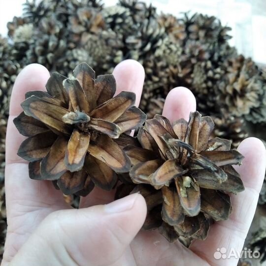 Шишки сосновые