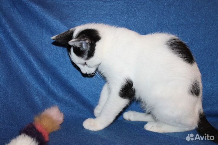 Юный Чук пристраивается в добрые руки