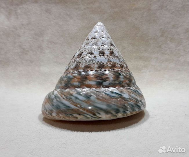 Морские ракушки раковины