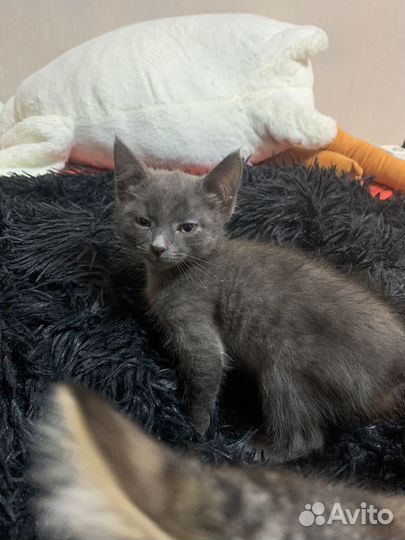 Котята в добрые руки даром