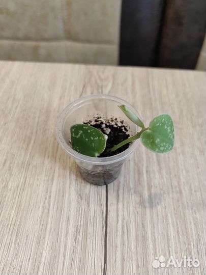 Сциндапсус, Эпипремнум