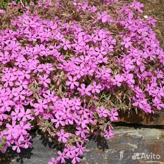 Цветы в сад